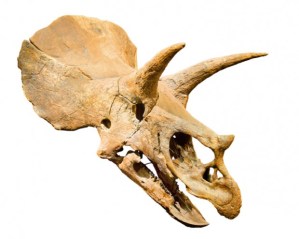 triceratops-horn